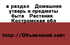  в раздел : Домашняя утварь и предметы быта » Растения . Костромская обл.